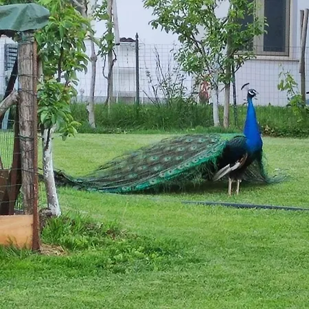 Monte Polpenazze del Garda